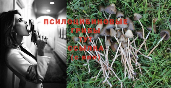 PSILOCYBIN Богородицк