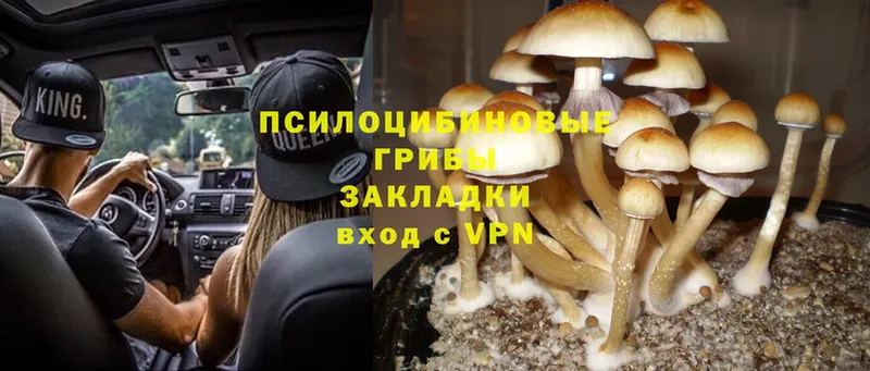 Псилоцибиновые грибы Magic Shrooms  цены наркотик  Знаменск 