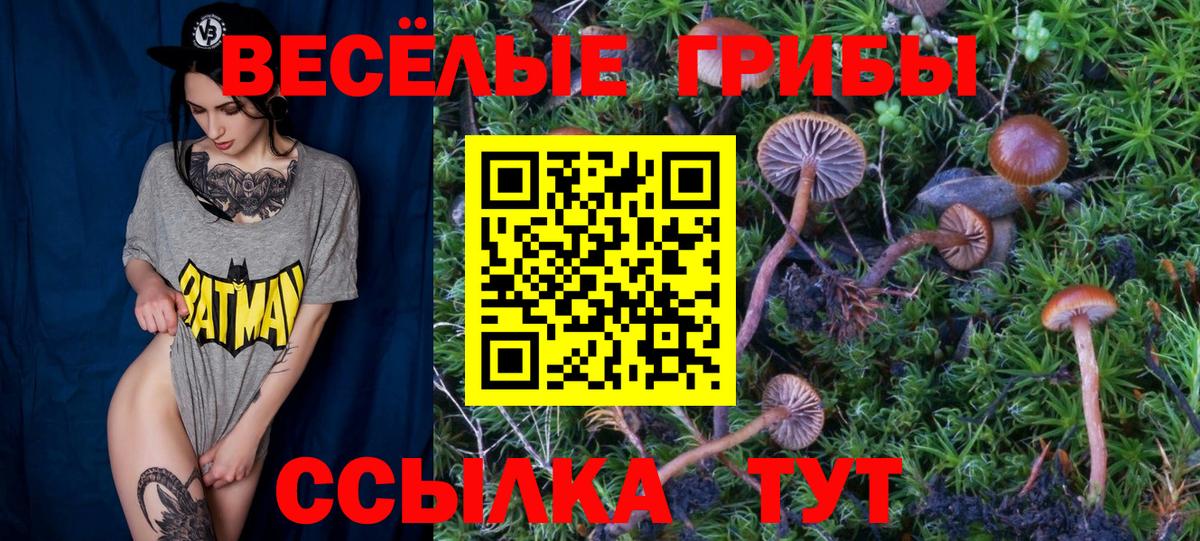 Псилоцибиновые грибы мицелий  Знаменск  Псилоцибиновые грибы Psilocybine cubensis 
