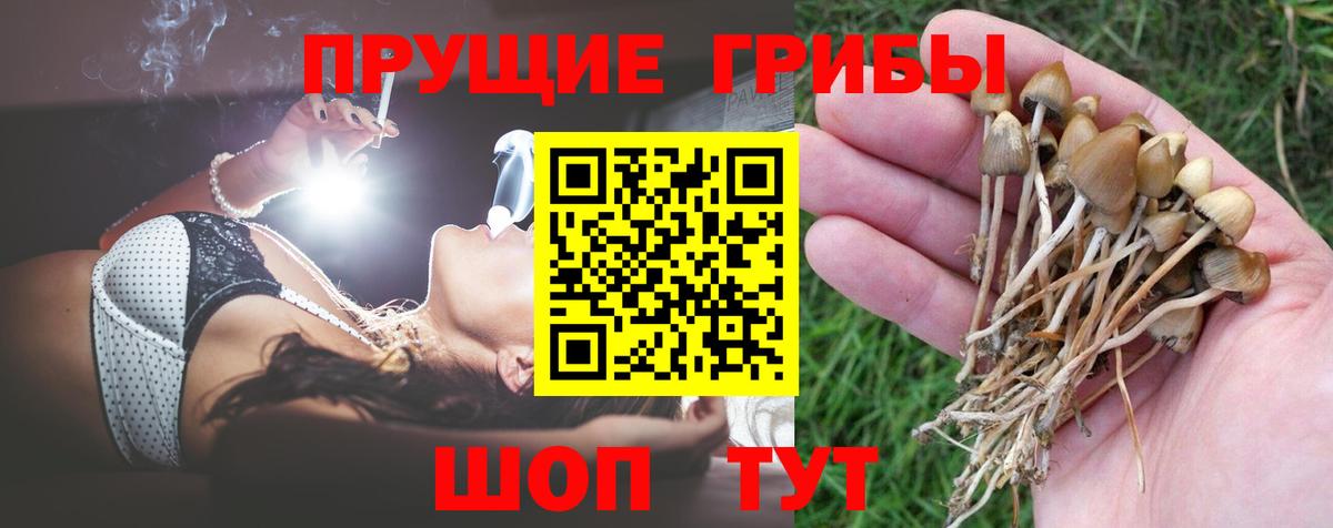 Псилоцибиновые грибы Cubensis  Вход с VPN  Знаменск 